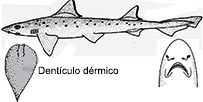 Mustelus punctulatus_0121.jpg